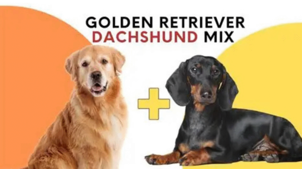 Golden Retriever Dachshund Mix -AI